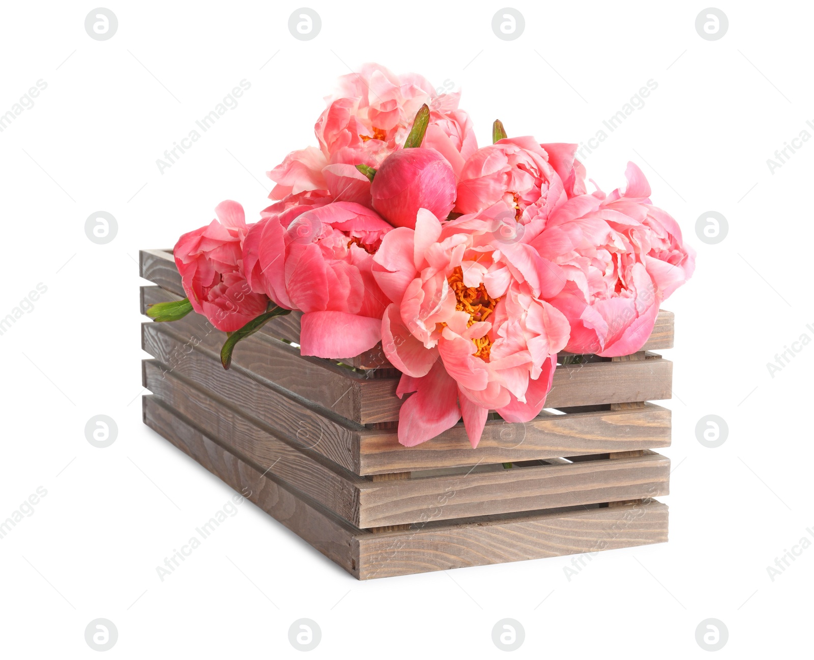 Photo of Wooden crate with beautiful pink peonies on white background