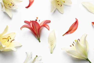 Beautiful fresh lily flowers on white background, top view