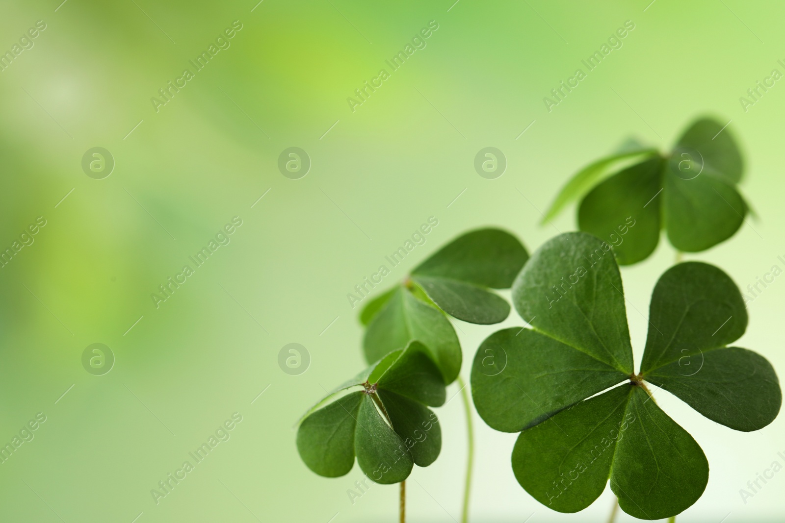 Photo of Clover leaves on blurred background, space for text. St. Patrick's Day symbol