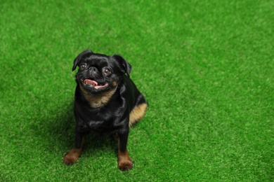 Photo of Adorable black Petit Brabancon dog sitting on green grass, above view with space for text