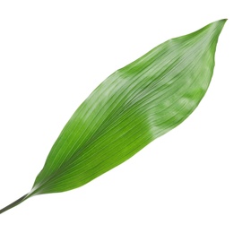 Photo of Beautiful tropical Aspidistra leaf on white background