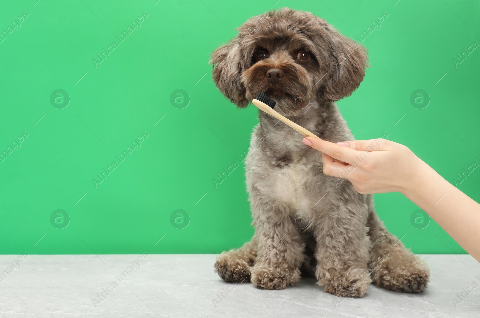 Photo of Woman brushing cute Maltipoo dog's teeth on green background, closeup and space for text. Lovely pet