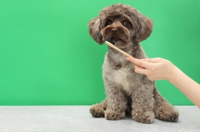 Woman brushing cute Maltipoo dog's teeth on green background, closeup and space for text. Lovely pet