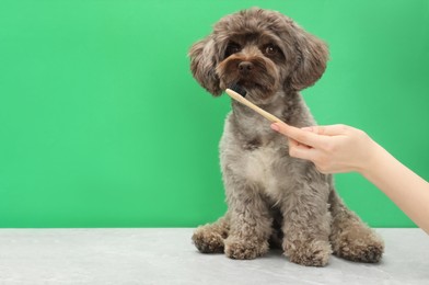 Photo of Woman brushing cute Maltipoo dog's teeth on green background, closeup and space for text. Lovely pet