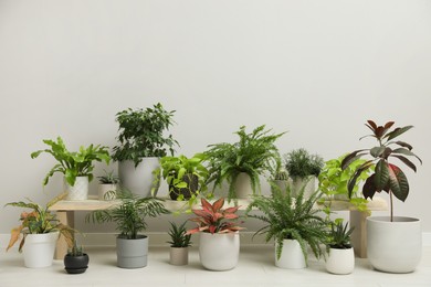 Many different houseplants near white wall in room