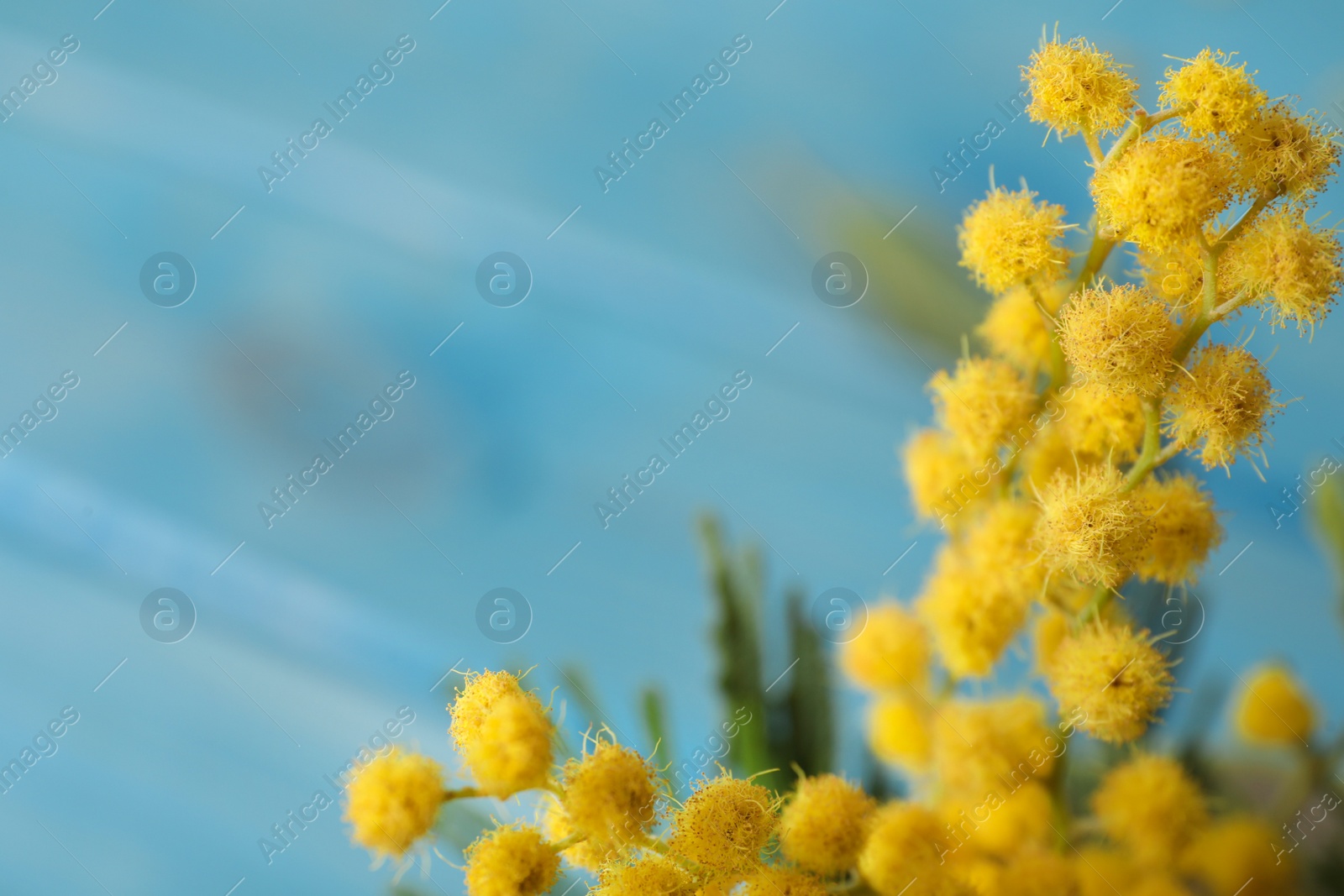 Photo of Beautiful mimosa flowers on light blue background, closeup. Space for text