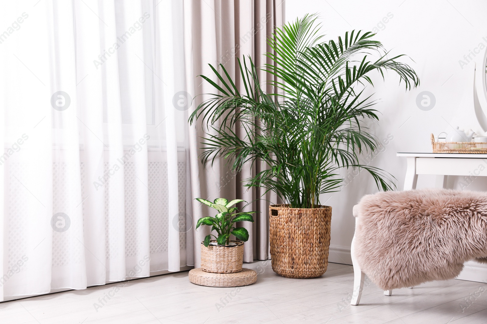 Photo of Beautiful potted plants near window with curtains in stylish room