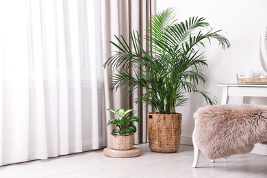Beautiful potted plants near window with curtains in stylish room