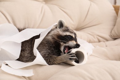Photo of Cute mischievous raccoon playing with toilet paper on sofa