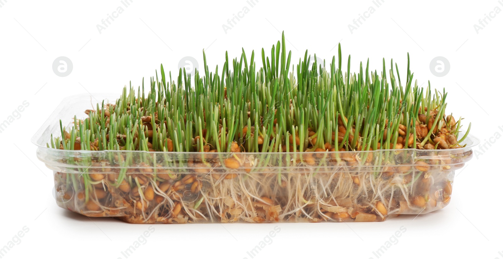 Photo of Container with sprouted wheat grass seeds on white background