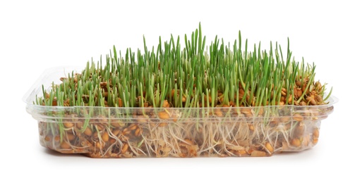 Container with sprouted wheat grass seeds on white background