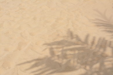 Photo of Shadows of tropical branches on beach sand. Space for text