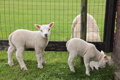 Cute white lambs near fence in farmyard