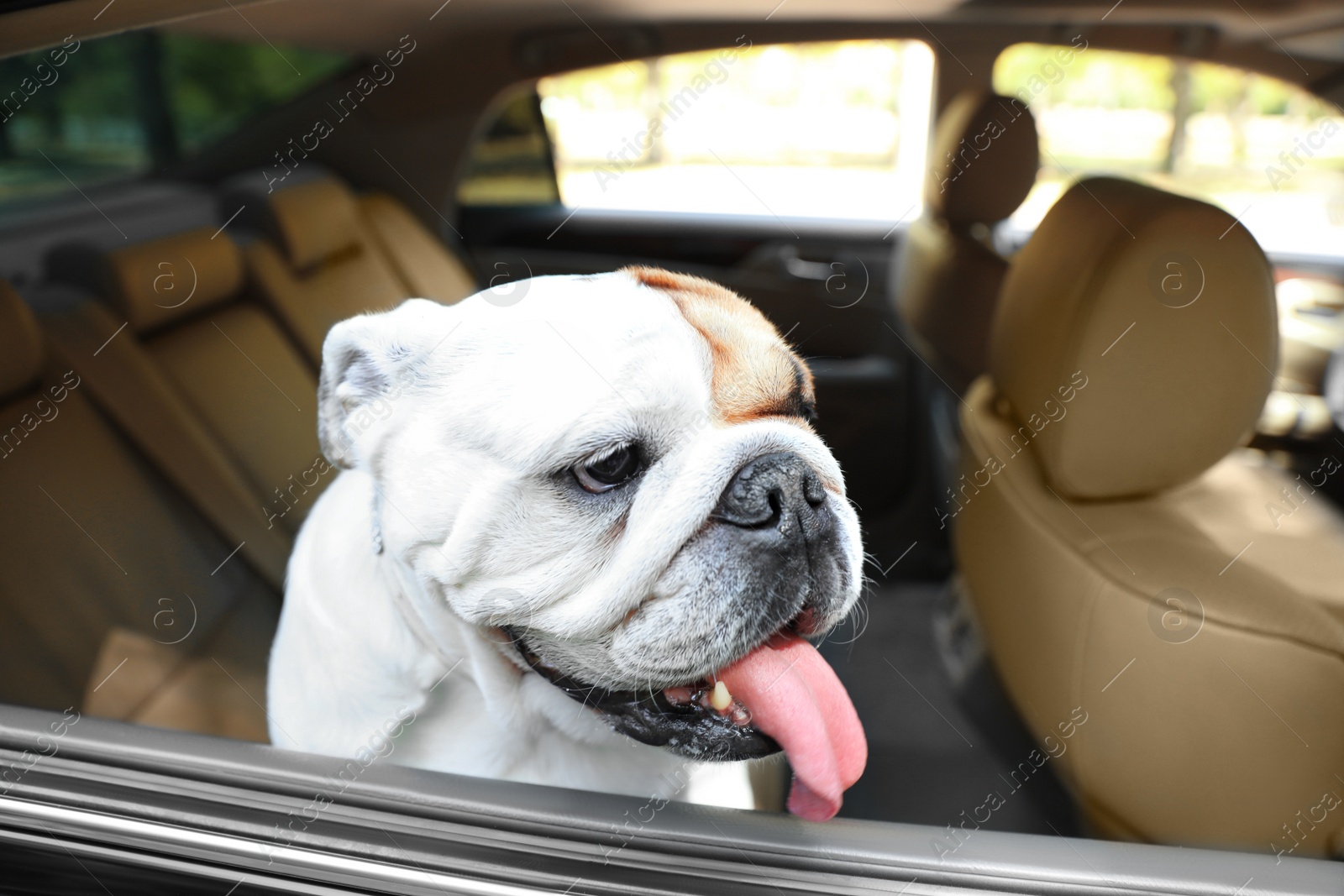 Photo of English bulldog looking out of car window