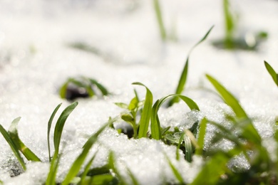 Photo of Green grass growing through snow on sunny day, closeup