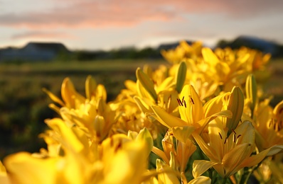 Photo of Beautiful bright yellow lilies growing at flower field, closeup