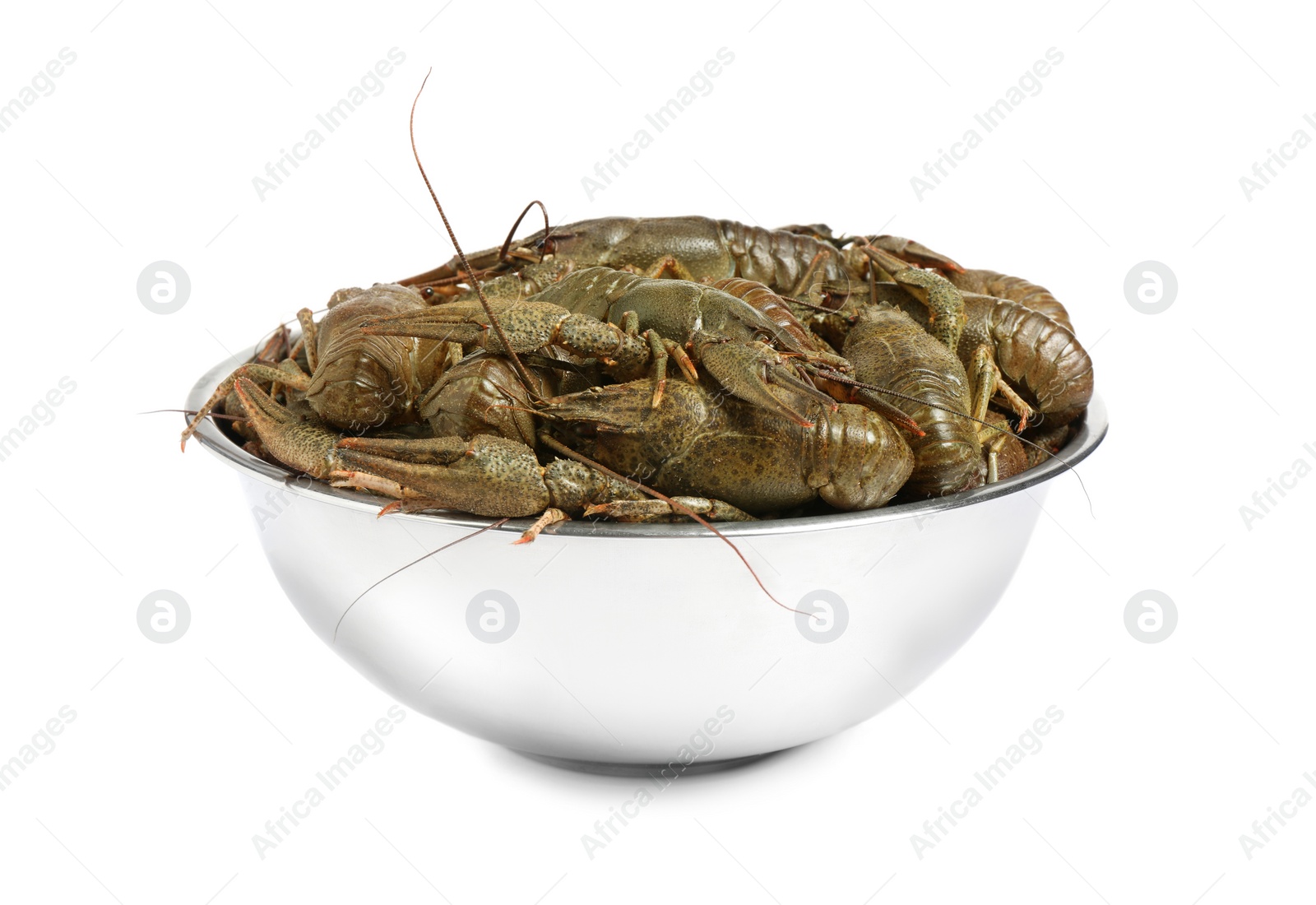 Photo of Fresh raw crayfishes isolated on white. Healthy seafood