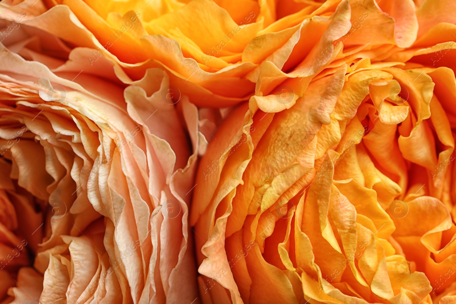 Photo of Beautiful fresh roses as background, closeup view. Floral decor