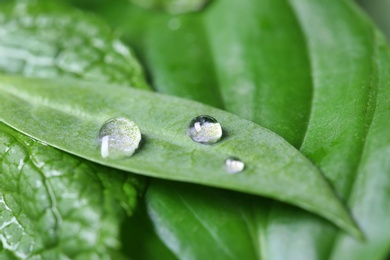 Photo of Shiny water drops and green leaves, closeup