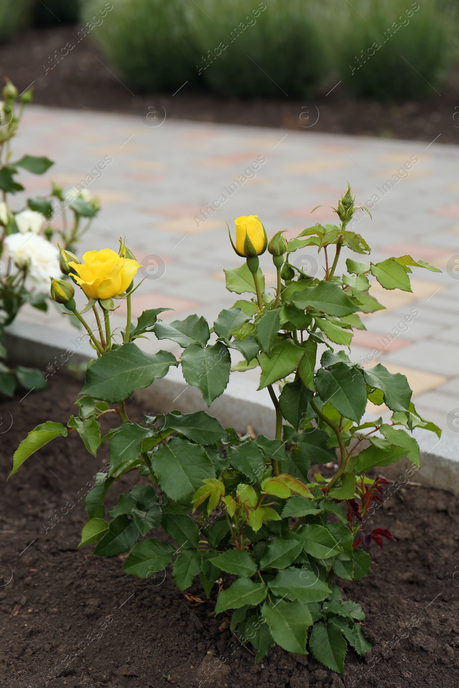 Photo of Beautiful blooming rose bush in flowerbed outdoors