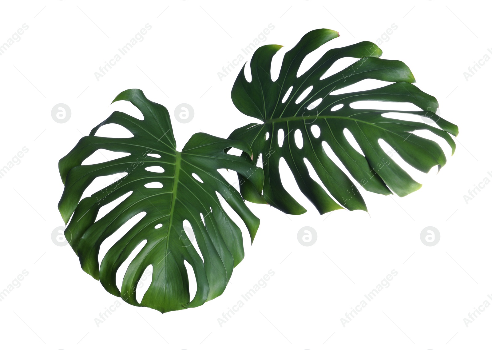 Photo of Green fresh monstera leaves on white background. Tropical plant