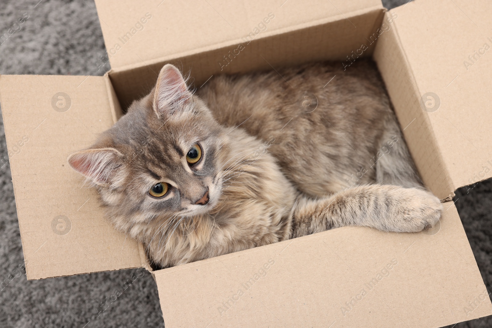 Photo of Cute fluffy cat in cardboard box on carpet, above view