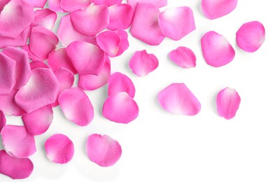 Many pink rose petals on white background, top view