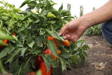 Photo of Farmer checking bell pepper bush in field, closeup. Harvesting time