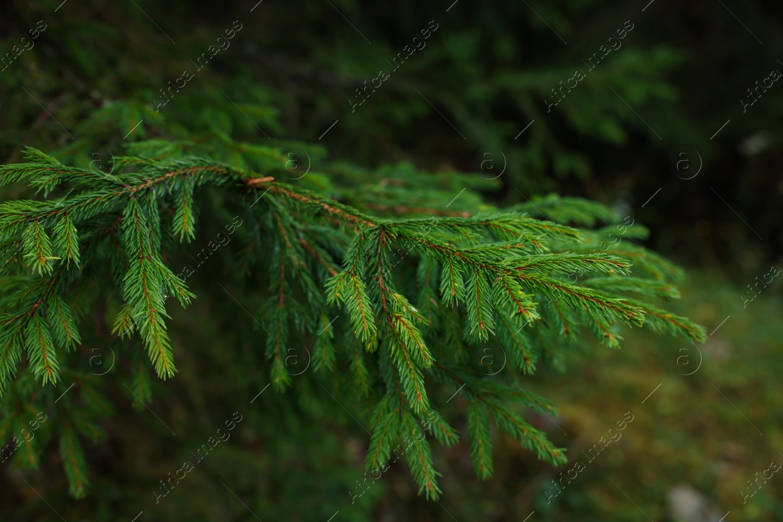 Photo of Green branch of beautiful conifer tree in forest, closeup