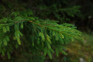 Photo of Green branch of beautiful conifer tree in forest, closeup