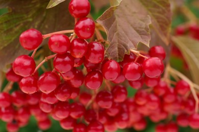 Beautiful viburnum shrub with ripe berries outdoors, closeup