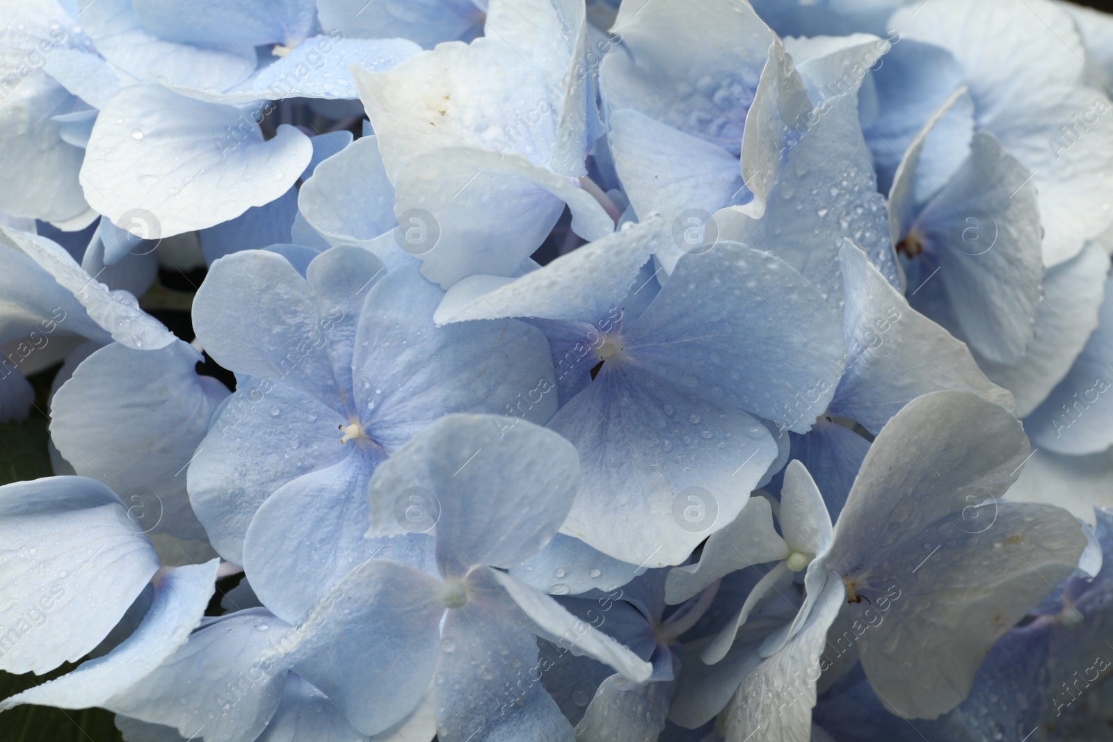 Photo of Beautiful light blue hortensia flowers with water drops as background, closeup