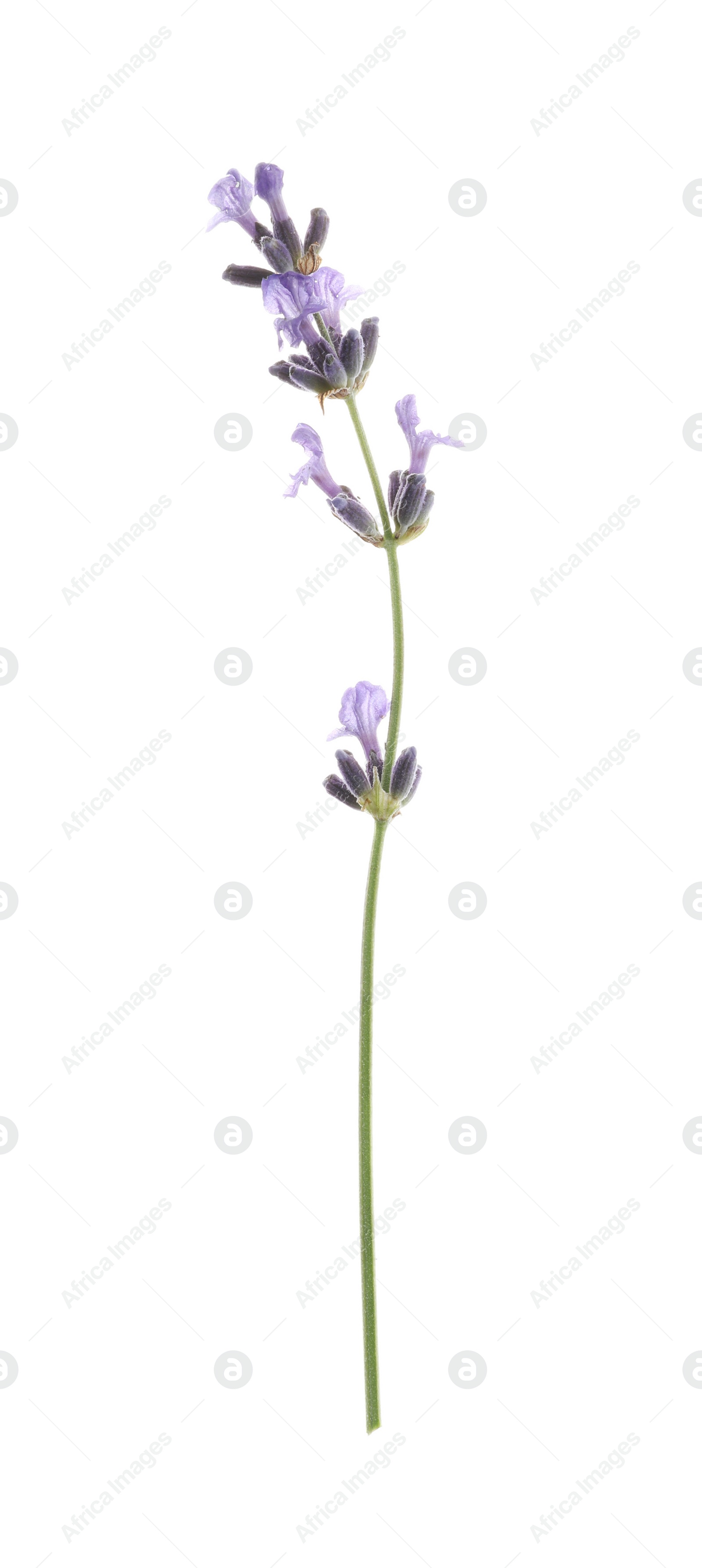 Photo of Beautiful fresh lavender flower isolated on white