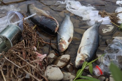 Photo of Dead fishes among trash near river. Environmental pollution concept