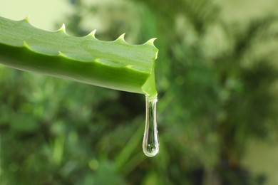 Photo of Leaf of aloe plant with water drop outdoors, closeup. Space for text