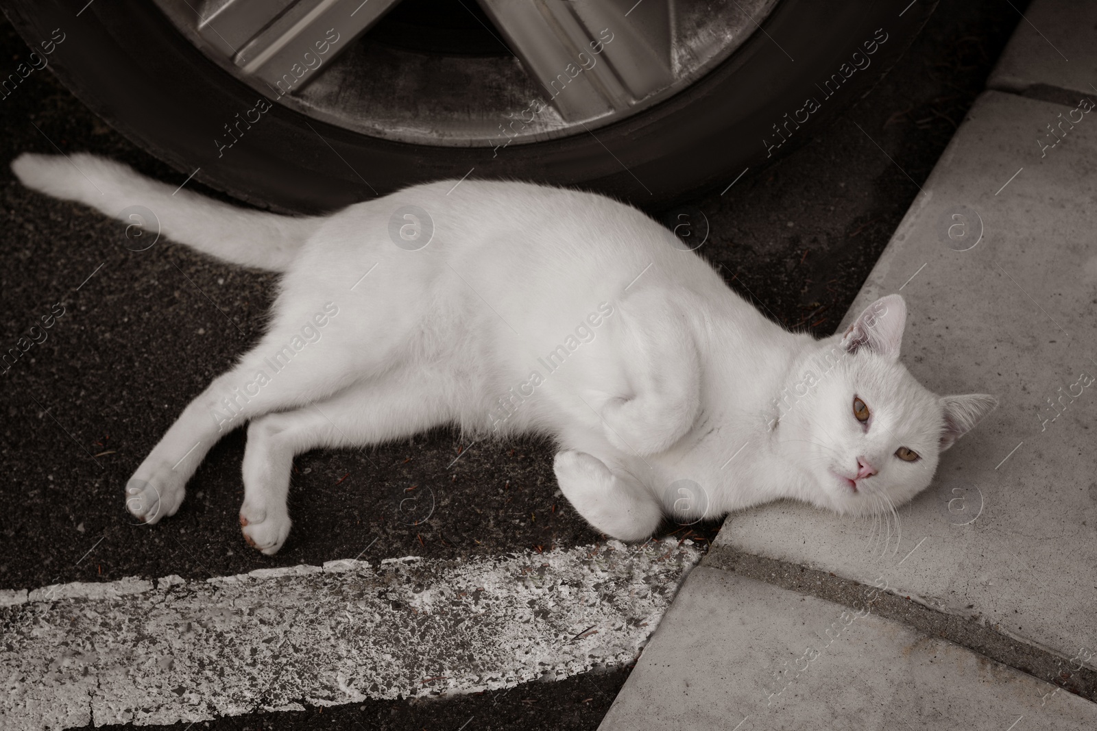Photo of Lonely stray cat lying on asphalt near car. Homeless pet