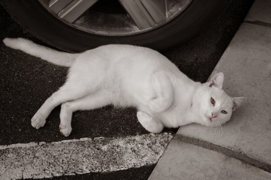 Photo of Lonely stray cat lying on asphalt near car. Homeless pet