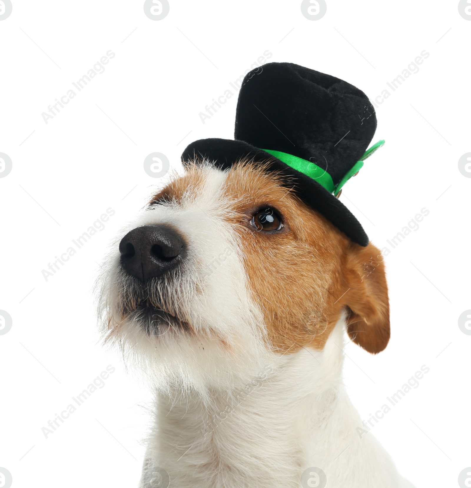 Photo of Jack Russell terrier with leprechaun hat on white background. St. Patrick's Day