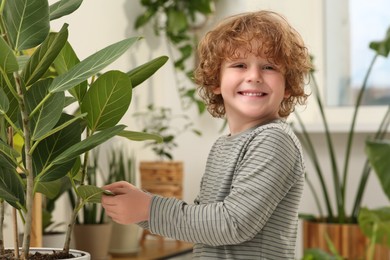 Photo of Little boy wiping plant's leaves with cotton pad at home. House decor
