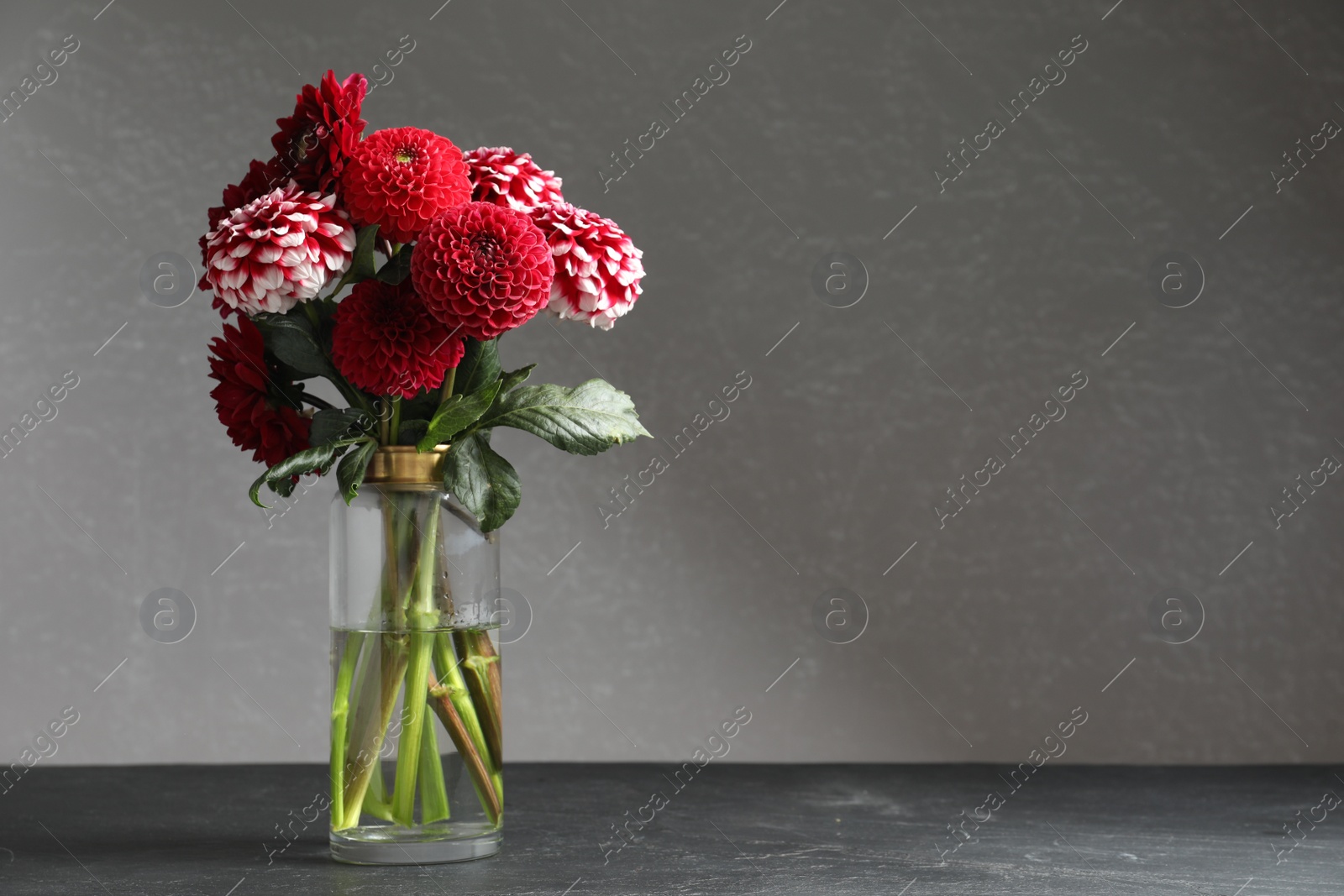 Photo of Beautiful dahlia flowers in vase on table against grey background. Space for text