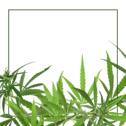 Image of Frame and hemp leaves on white background