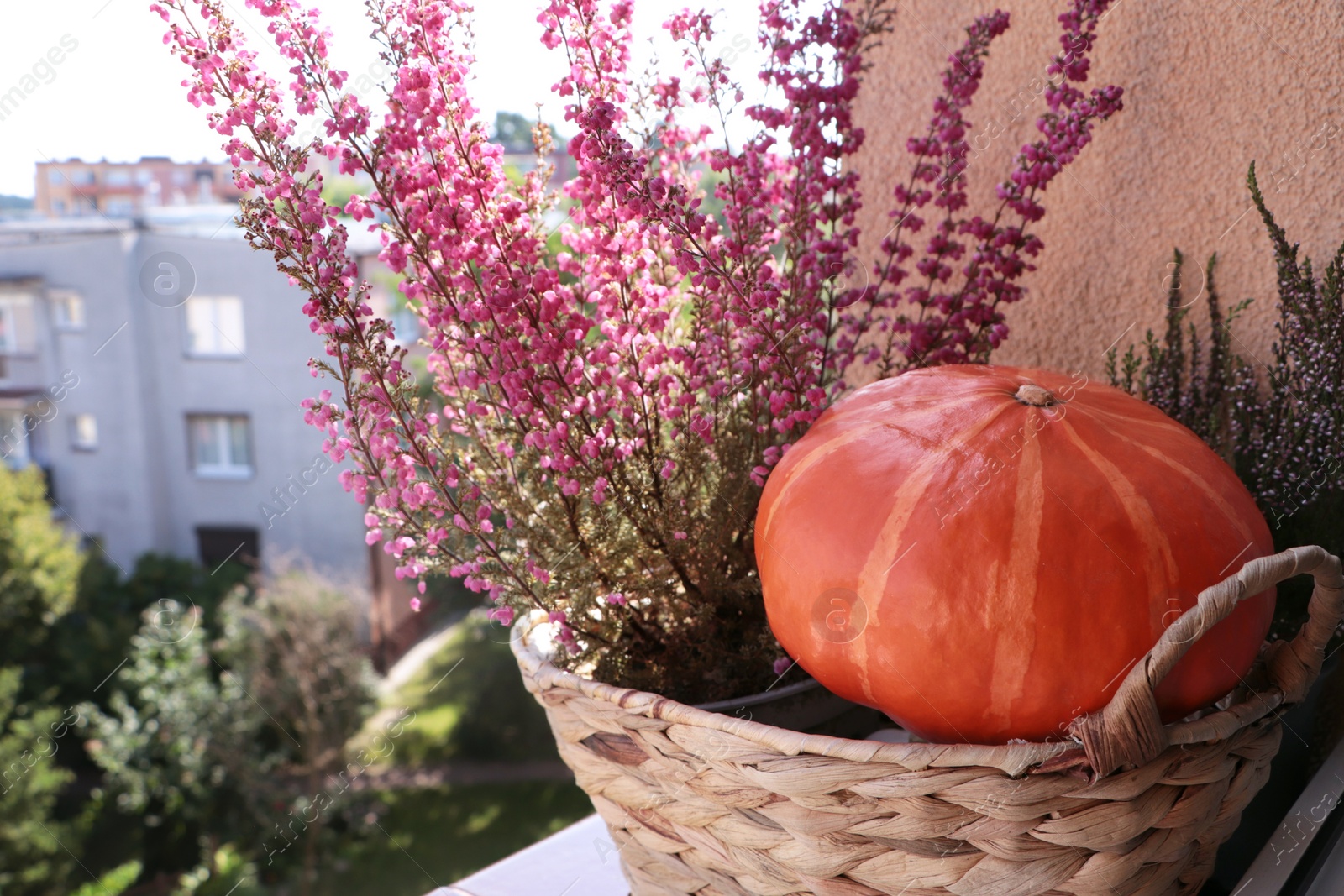 Photo of Wicker basket with beautiful heather flowers and pumpkin on windowsill outdoors