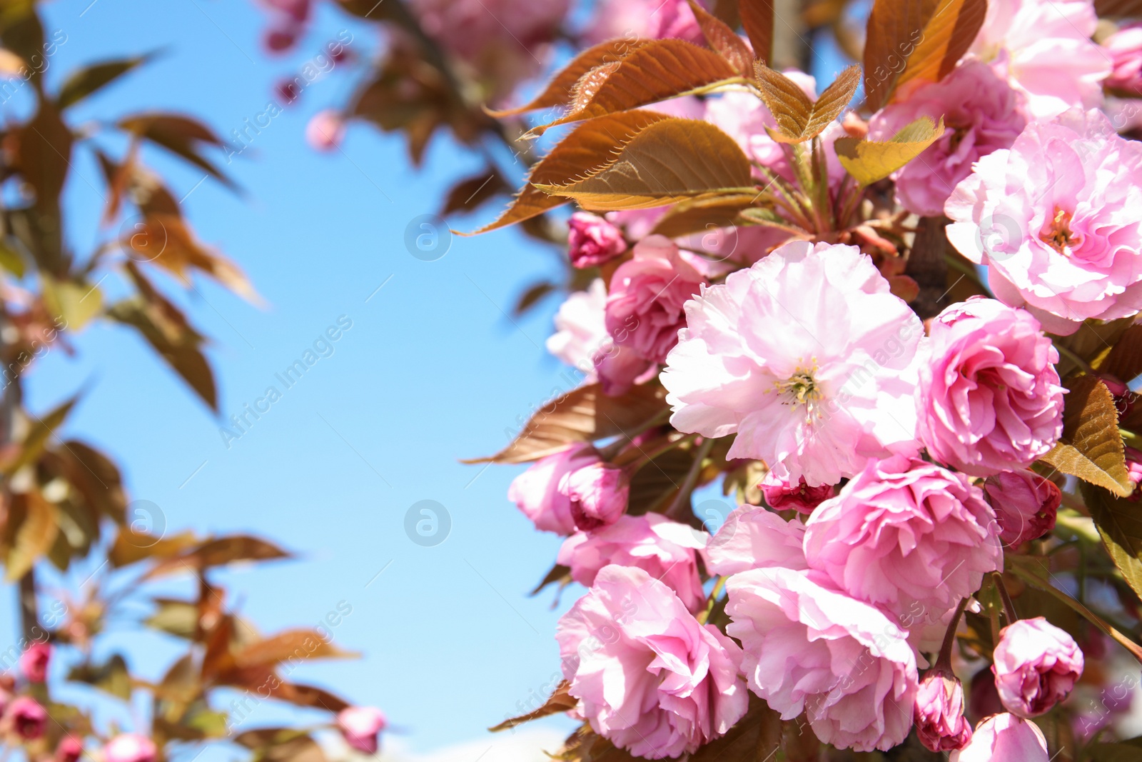 Photo of Closeup view of blooming spring tree against blue sky on sunny day. Space for text