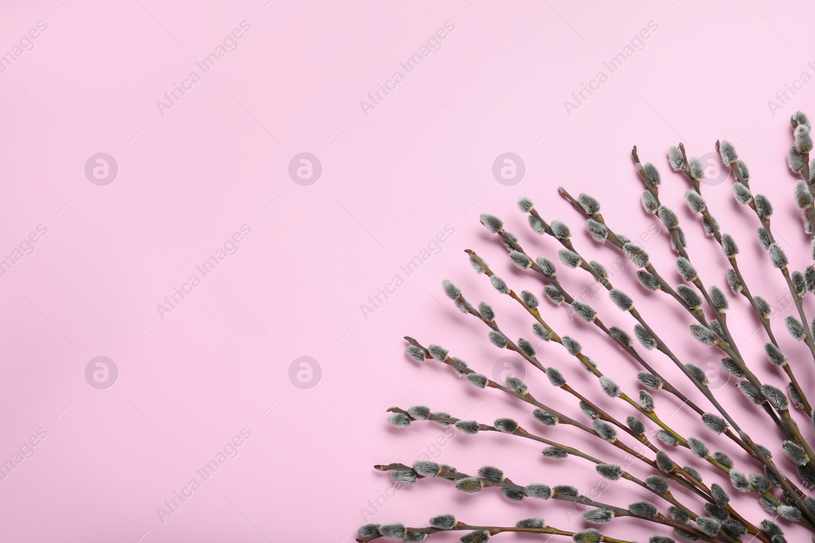 Photo of Beautiful blooming pussy willow branches on pink background, flat lay. Space for text