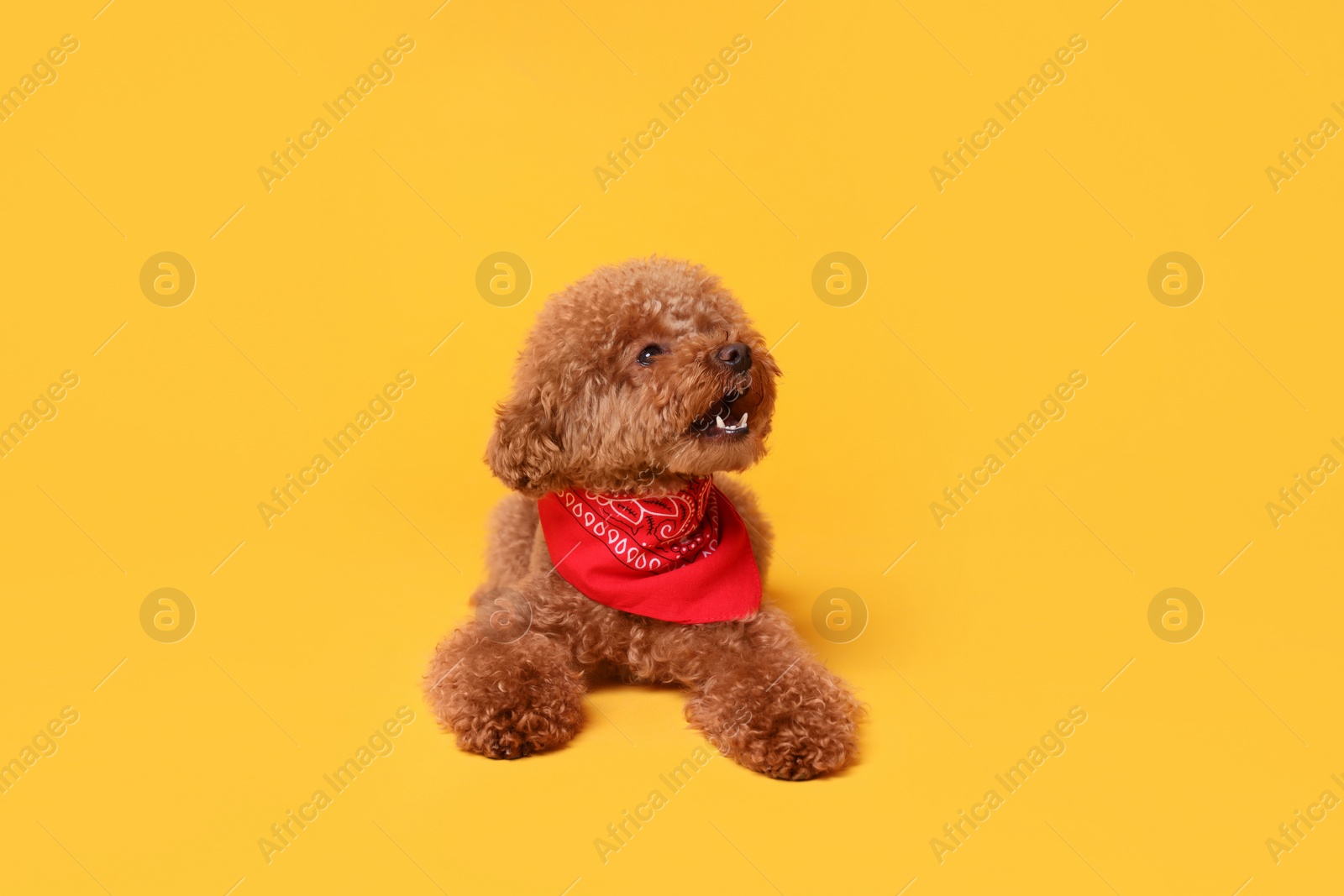 Photo of Cute Maltipoo dog with bandana on orange background