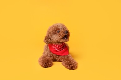 Photo of Cute Maltipoo dog with bandana on orange background