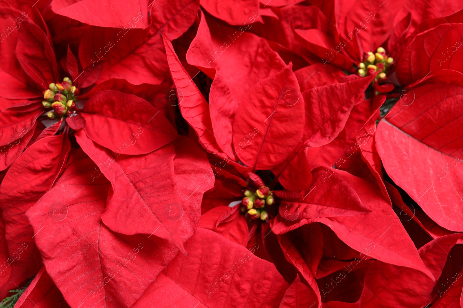 Photo of Beautiful poinsettia as background, top view. Traditional Christmas flower