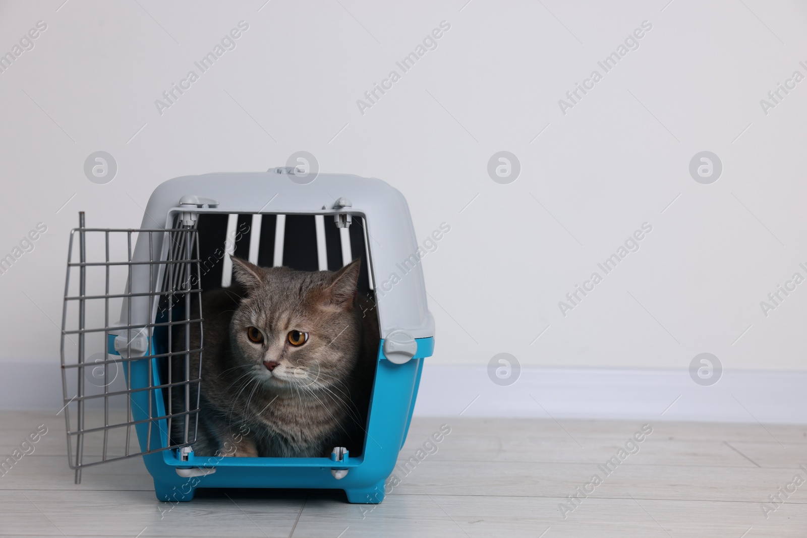 Photo of Travel with pet. Cute cat in carrier on floor near white wall indoors, space for text