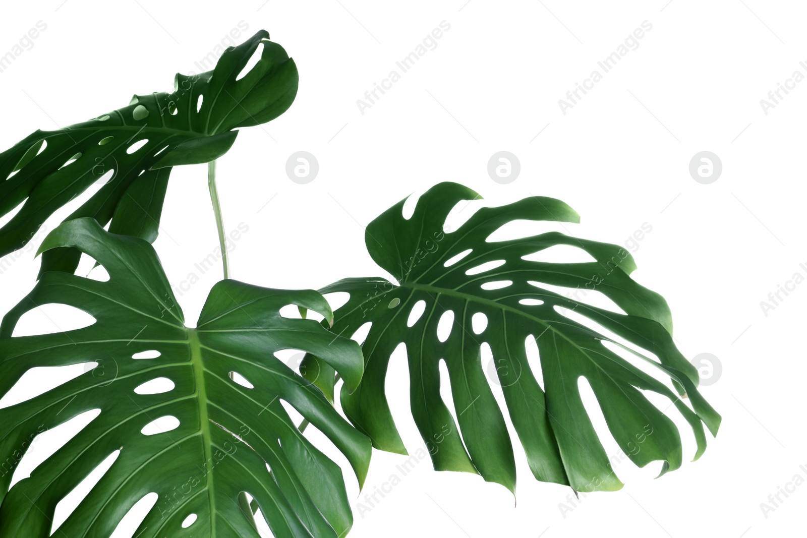 Photo of Green fresh monstera leaves on white background. Tropical plant