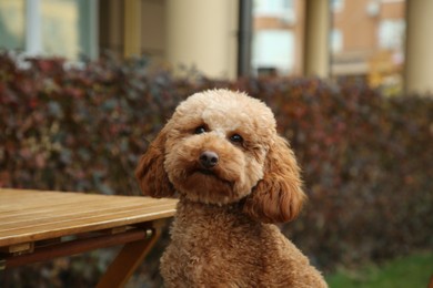 Cute fluffy dog sitting at table in outdoor cafe